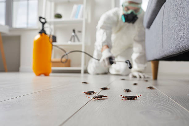 Commercial Rodent Management in Myrtle Beach